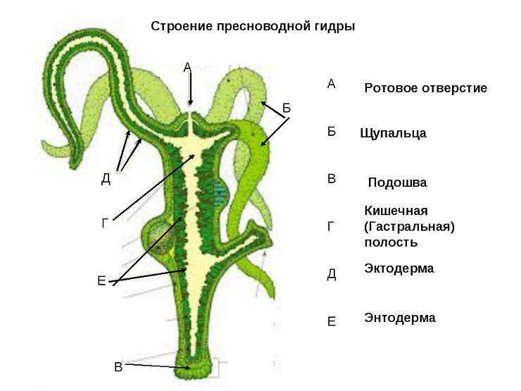 Кракен зайти